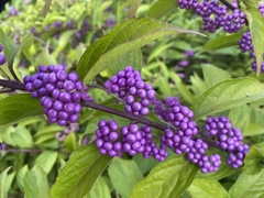 Callicarpa dichotoma