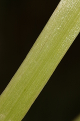 Allium trifoliatum
