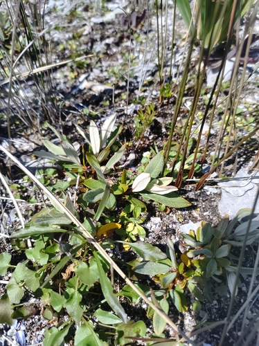 Image of Salix argyrocarpa by no rights reserved