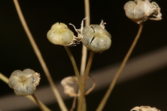 Allium trifoliatum