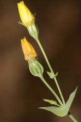 Blackstonia perfoliata intermedia