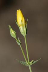 Blackstonia perfoliata intermedia