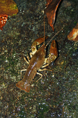 Austropotamobius pallipes