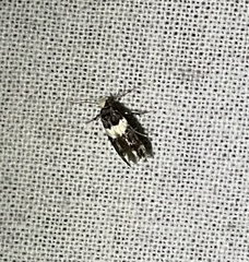 Recurvaria leucatella