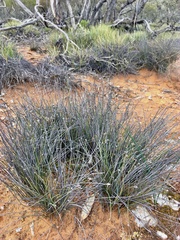 Schoenus subaphyllus