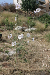 Alcea setosa
