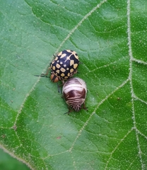 Orsilochides scurrilis