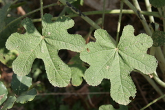 Alcea setosa