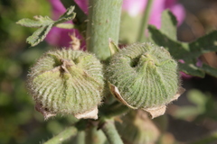 Alcea setosa