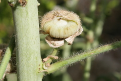 Alcea setosa