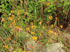 Lotus uliginosus