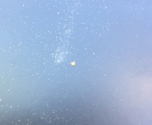 Eutrombicula observed 2015-05-26