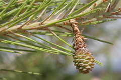 Pinus halepensis