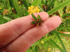 Lotus uliginosus