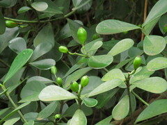 Clusia fluminensis