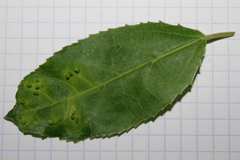 Rhamnus alaternus
