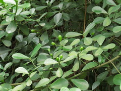 Clusia fluminensis