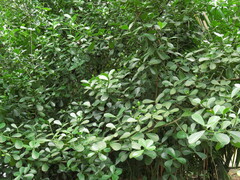 Clusia fluminensis
