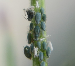 Aphis epilobii