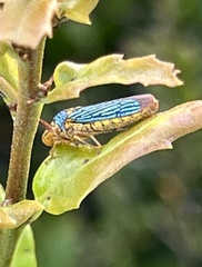 Oncometopia nigricans