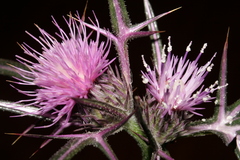 Notobasis syriaca
