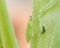 Macrolophus pygmaeus