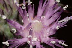 Notobasis syriaca
