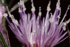 Notobasis syriaca