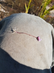 Utricularia resupinata