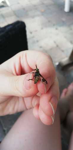 Twin-lobed Deer Fly, Scharnegoutum, NL-FR, NL, photo 7 of 10