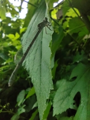 Enallagma carunculatum