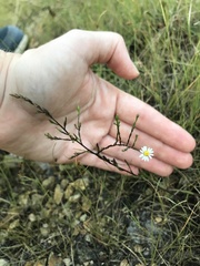 Symphyotrichum depauperatum