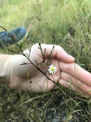 Symphyotrichum depauperatum