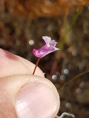 Utricularia resupinata