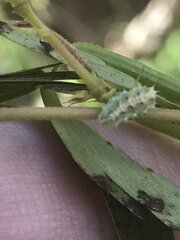 Dioprosopa clavata