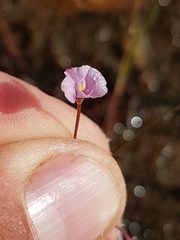 Utricularia resupinata
