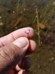 Utricularia resupinata