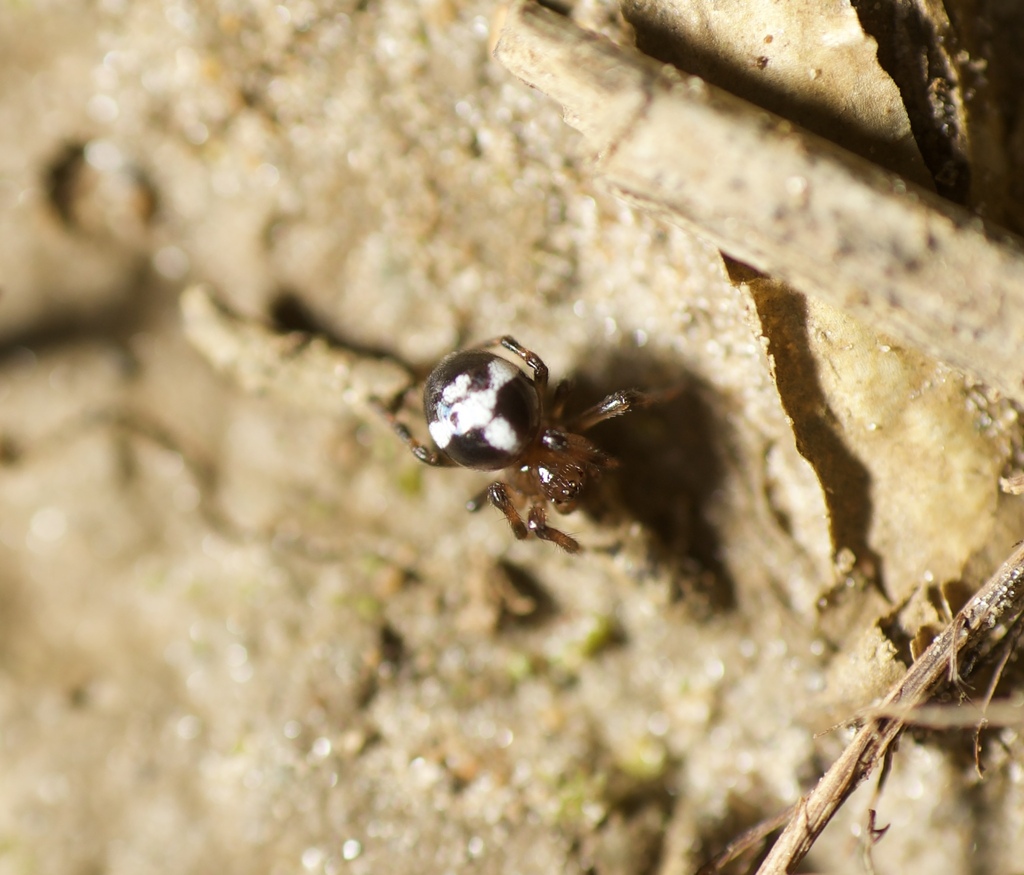 Micrepeira tubulofaciens