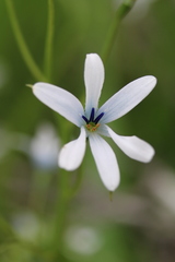 Tecophilaea violiflora