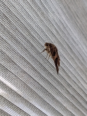 Bastilla arcuata