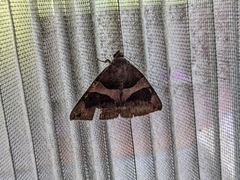 Bastilla arcuata