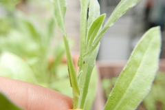 Macrolophus pygmaeus