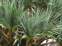 Pandanus utilis
