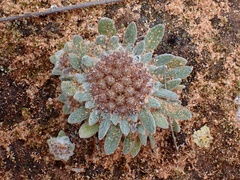 Chthonocephalus pseudevax