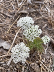 Visnaga daucoides