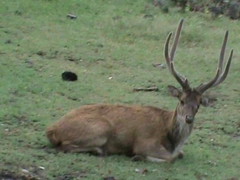 Rusa timorensis