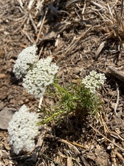 Visnaga daucoides
