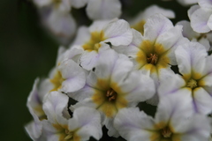 Heliotropium stenophyllum