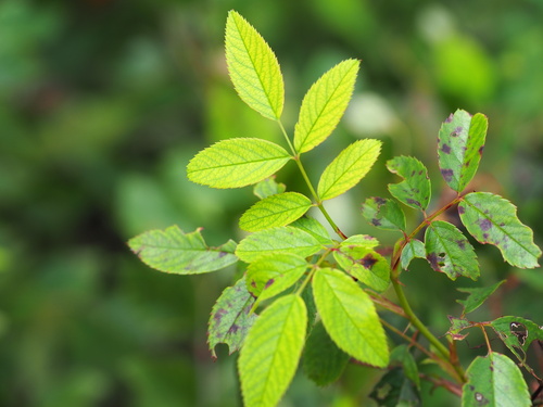 Rosa palustris
