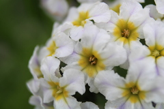 Heliotropium stenophyllum